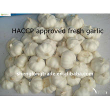 supply dry pure white garlic with favorable price